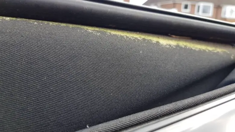 Green algae on soft top convertible