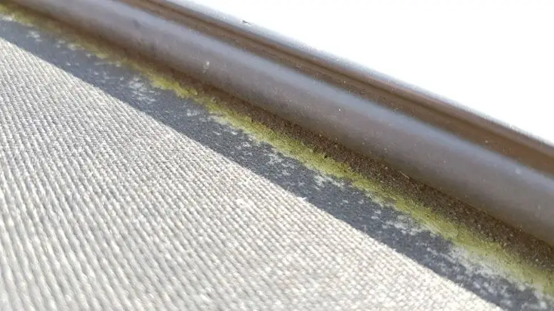 Green algae on convertible